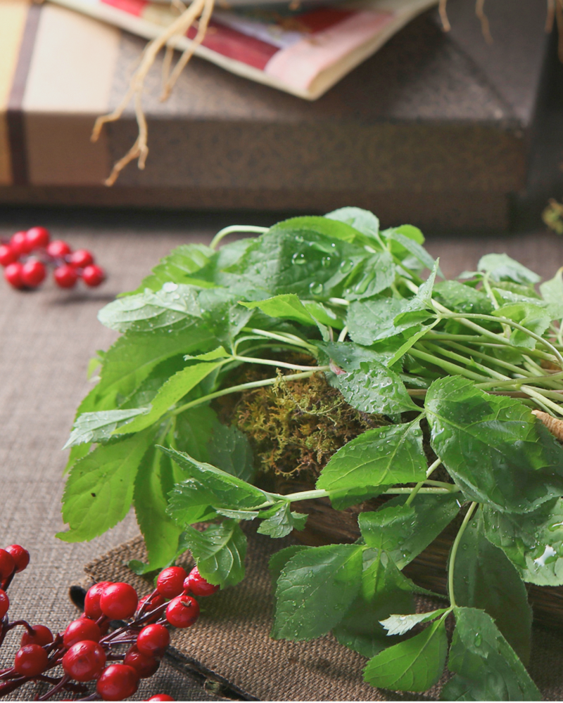 산양삼 진열 사진