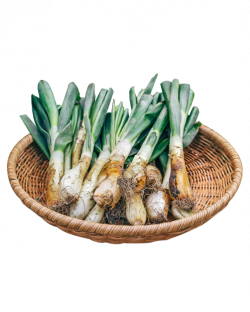 함양파( 칼솟 )1kg/2kg/3kg/5kg