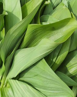 산마늘 ( 명이나물 ) 1kg