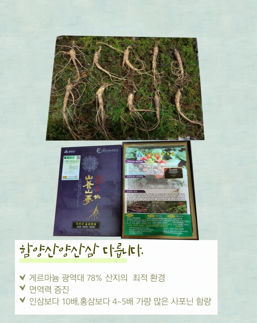
함양산양산삼 다릅니다.
게르마늄 광역대 78% 산지의 최적 환경
면역력 증진
인삼보다 10배, 홍삼보다 4~5배 가량 많은 사포닌 함량