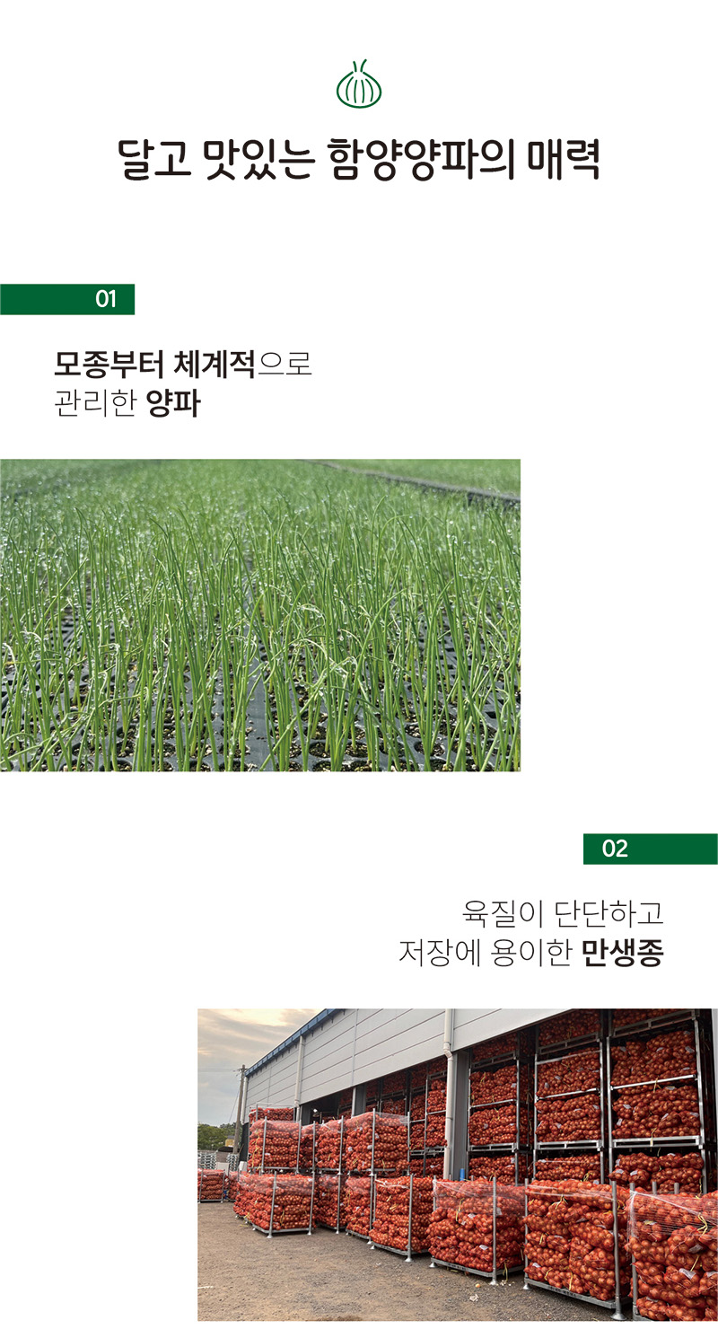 
달고 맛있는 함양양파의 매력
01
모종부터 체계적으로
관리한 양파
02
육질이 단단하고
저장에 용이한 만생종