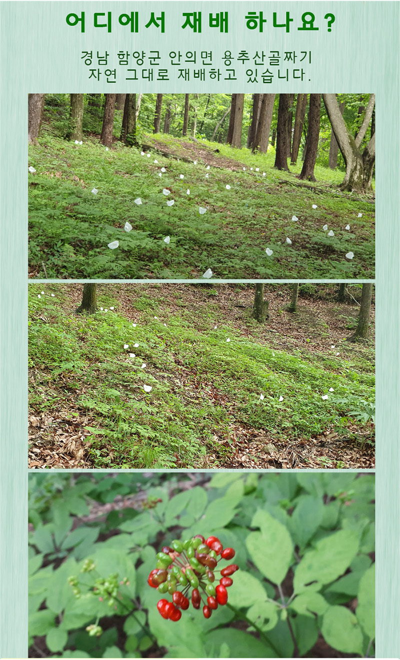
어디에서 재배하나요?
경남 함양군 안의면 용추산골짜기
자연 그대로 재배하고 있습니다.