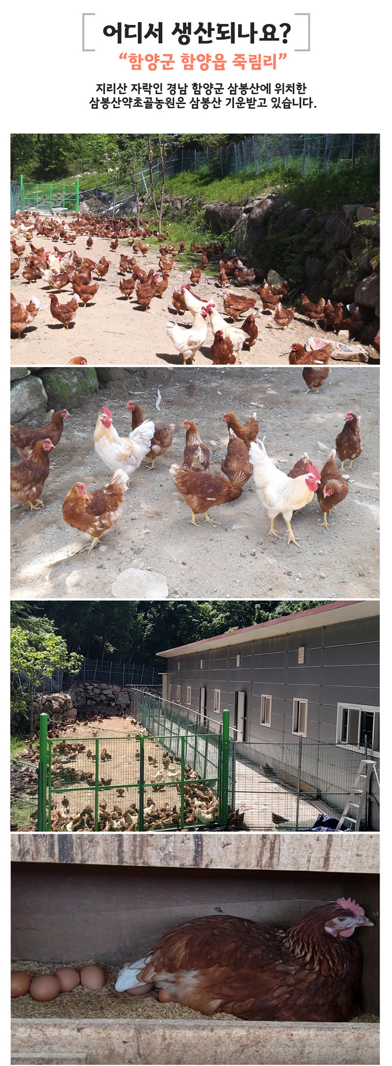 
어디서 생산되나요?
함양군 함양음 죽림리
지리산 자락인 경남 함양군 삼봉산에 위치한
삼봉산약초골 농원은 삼봉산 기운 받고 있습니다.