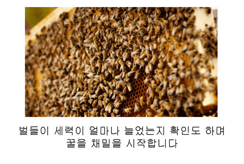 
벌들이 세력이 얼마나 늘었는지 확인도 하며
꿀을 채밀을 시작합니다.