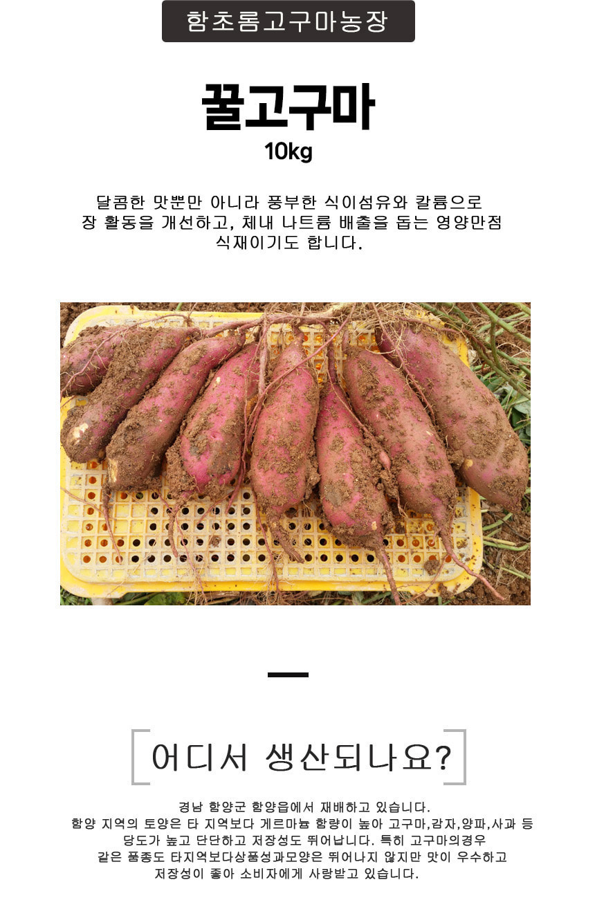 
함초롬고구마농장
꿀고구마
10kg
달콤한 맛뿐만 아니라 풍부한 식이섬유와 칼륨으로
장 활동을 개선하고，체내 나트름 배출을 돕는 영양만점
식재이기도 합니다. 
어디서 생산되나요?
경남 함양군 함양읍에서 재배하고 있습니다.
함양 지역의 토양은 타 지역보다 게르마늄 함량이 높아 고구마,감자,양파,사과 등
당도가 높고 단단하고 저장성도 뛰어납니다. 특히 고구마의 경우
같은 품종도 타지역보다 상품성과 모양은 뛰어나지 않지만 맛이 우수하고
저장성이 좋아 소비자에게 사랑받고 있습니다.