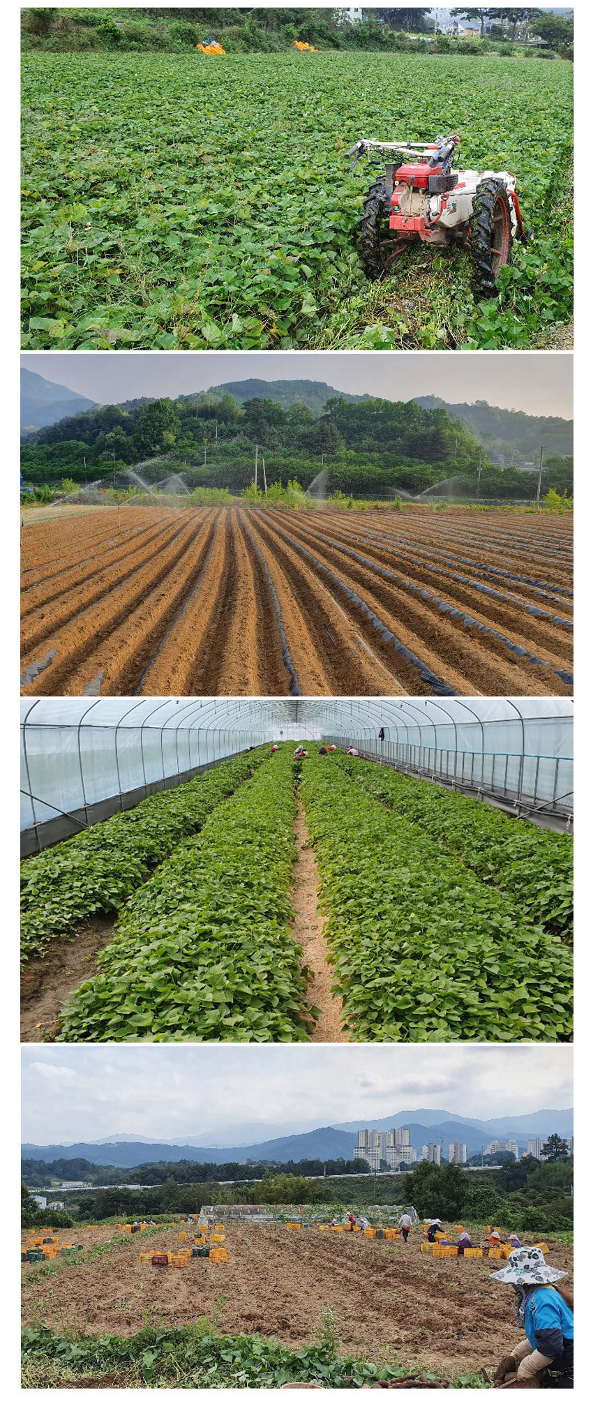 ( 무배 ) 꿀고구마  10kg