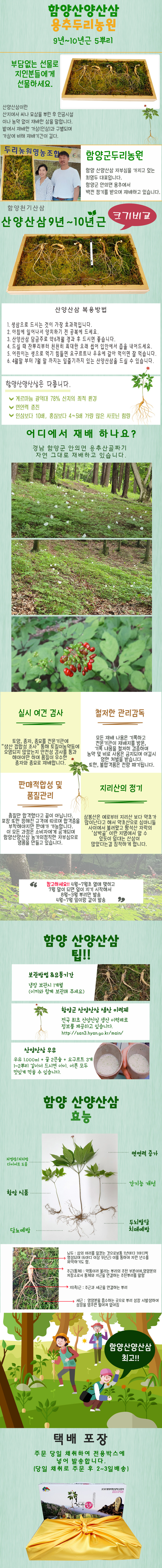 산양산삼 9~10년근 (5뿌리)