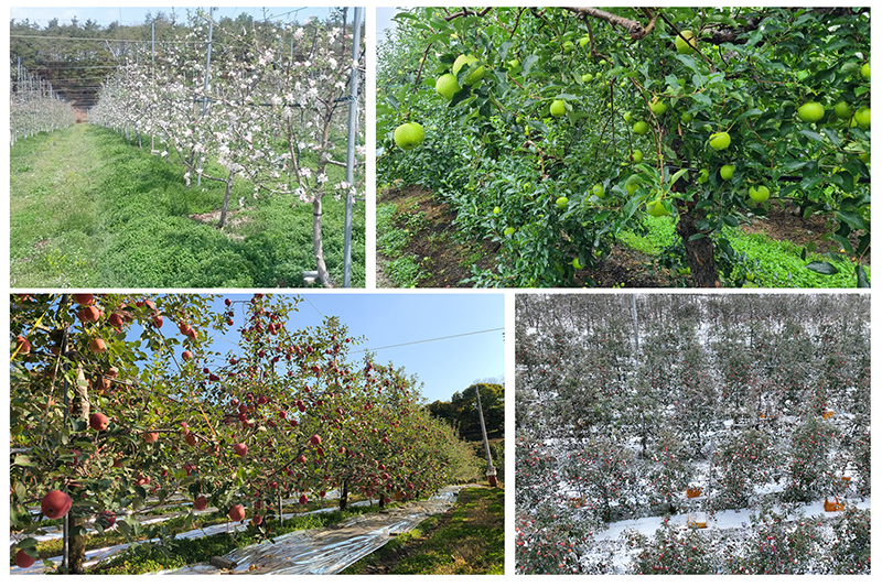 [잘생긴농장] 실속형사과 (3kg/6kg)
