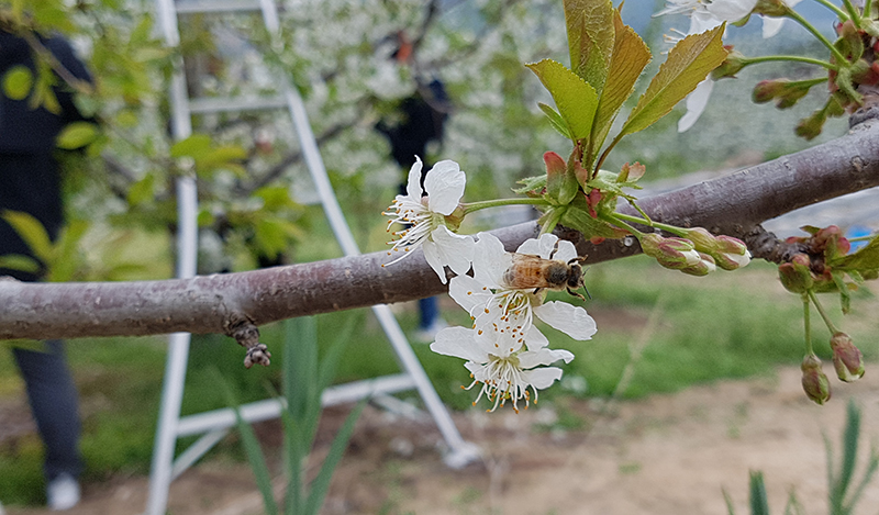 [잘생긴농장] 실속형사과 (3kg/6kg)