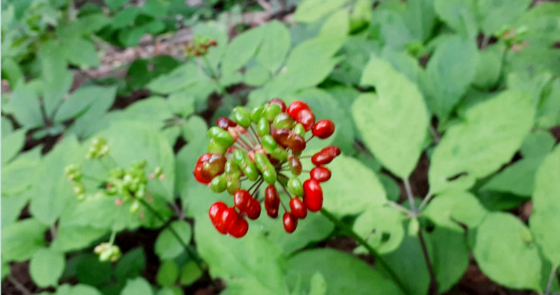 산양산삼 8~10년근(2뿌리)